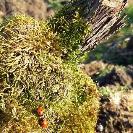 Floressens En Champagne Terrasse Privative Sur Le Vignoble Holiday home *