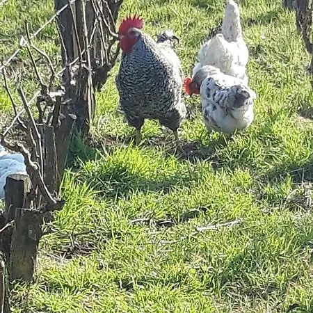 Floressens En Champagne Terrasse Privative Sur Le Vignoble Holiday home Fleury-la-Riviere