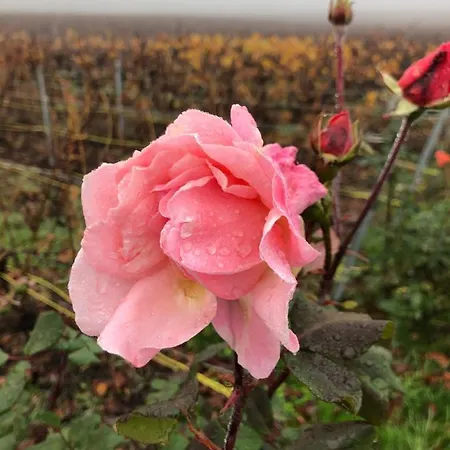 Floressens En Champagne Terrasse Privative Sur Le Vignoble בית נופש Fleury-la-Riviere