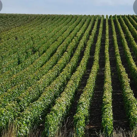 Floressens En Champagne Terrasse Privative Sur Le Vignoble * Fleury-la-Riviere