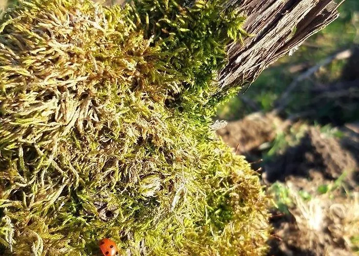 Floressens En Champagne Terrasse Privative Sur Le Vignoble Feriehus *