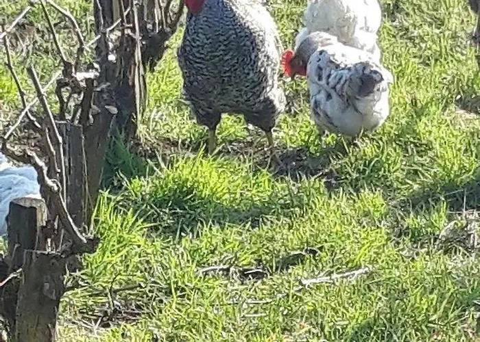 Floressens En Champagne Terrasse Privative Sur Le Vignoble Feriehus Fleury-la-Riviere