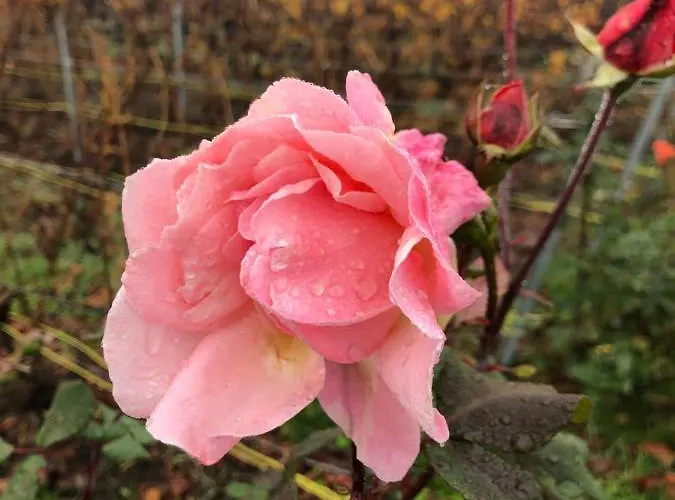 Floressens En Champagne Terrasse Privative Sur Le Vignoble Feriehus Fleury-la-Riviere