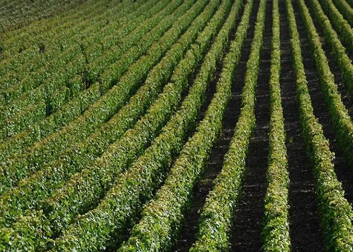 Floressens En Champagne Terrasse Privative Sur Le Vignoble * Fleury-la-Riviere