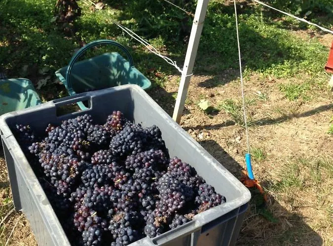 Feriehus Floressens En Champagne Terrasse Privative Sur Le Vignoble *